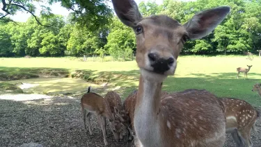 Wildpark Frankfurt Hotels in Frankfurt an der Oder