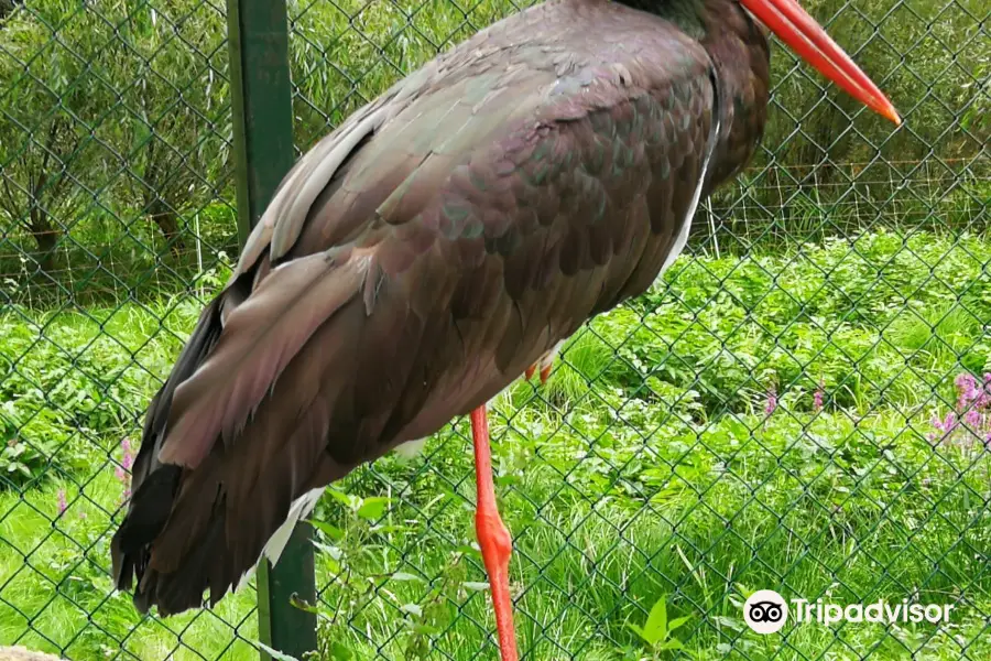 クンシュターシュプリング動物園