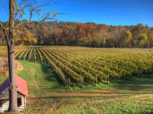 Muse Vineyards