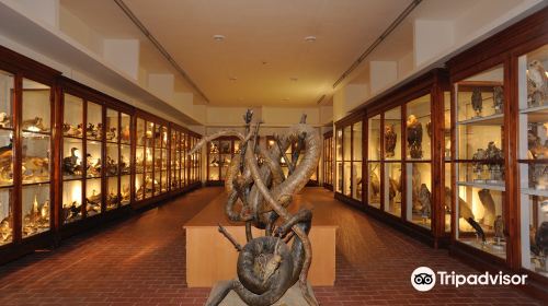 Museo di Storia Naturale