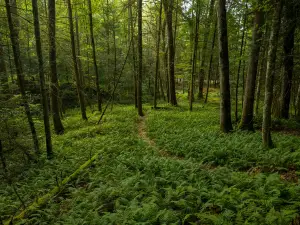 Twin Falls State Park