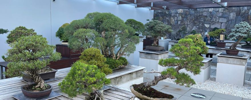 The National Bonsai and Penjing Collection