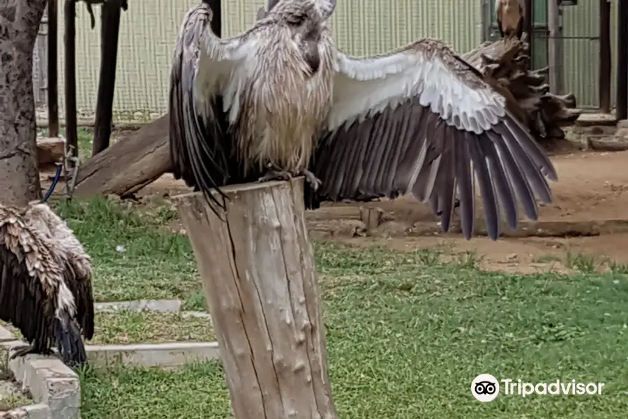 Moholoholo Animal Rehabilitation Centre