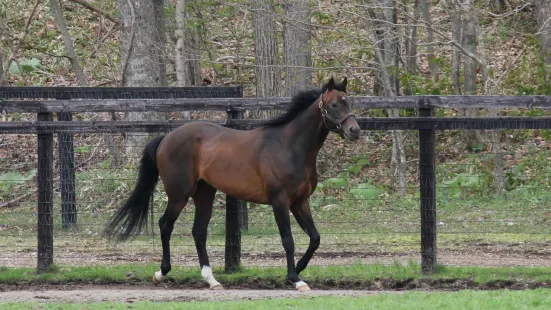 Shadai Stallion Station