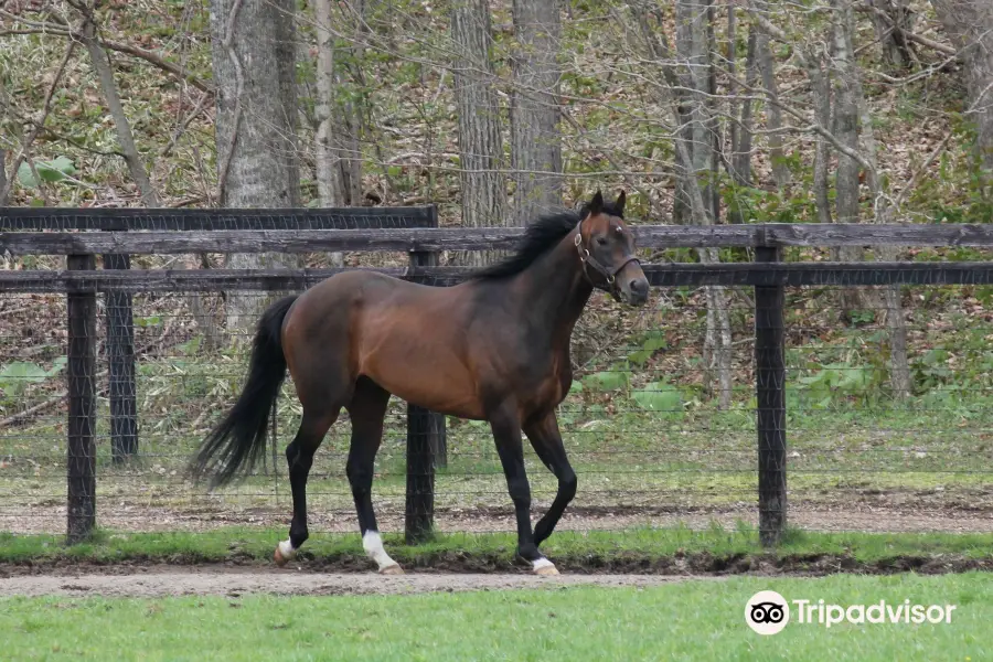 Shadai Stallion Station