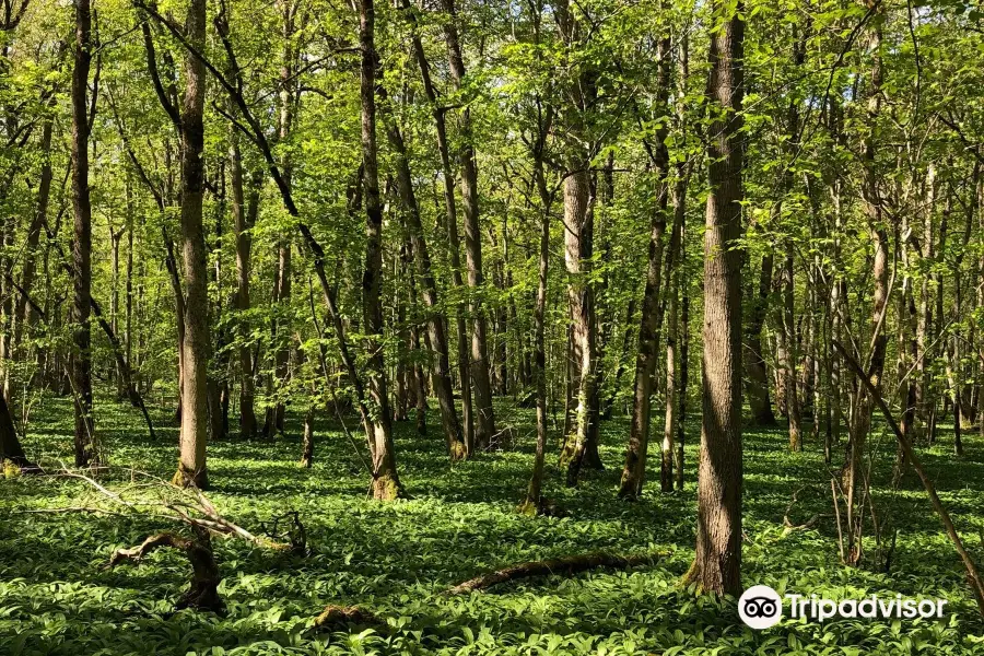 Munkangarna Naturreservat