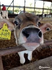 Calder's Dairy Farm