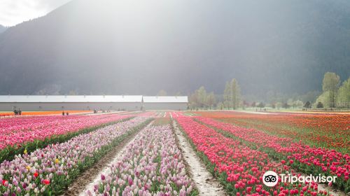 Tulips of the Valley