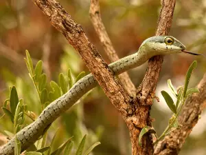 Hoedspruit Reptile Centre