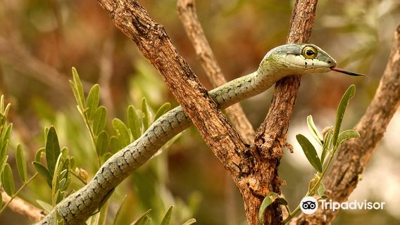 Hoedspruit Reptile Centre