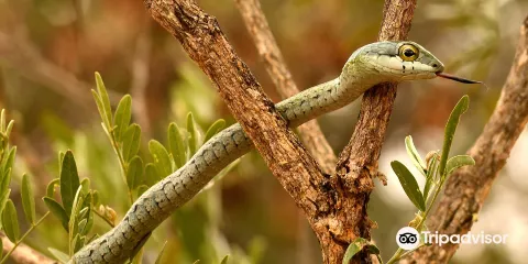 Kinyonga Reptile Center