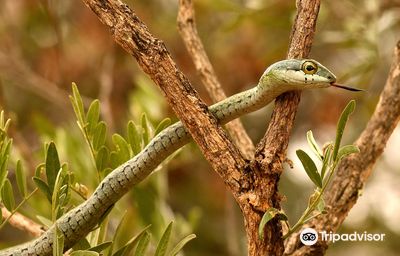 Hoedspruit Reptile Centre