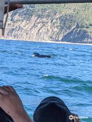 Cabot Trail Guaranteed Whales Adventures