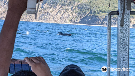 Cabot Trail Guaranteed Whales Adventures