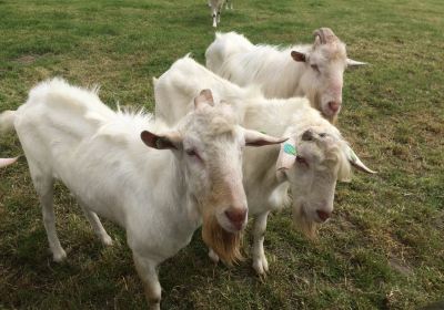 De Mèkkerstee - geitenboerderij en kaasmakerij