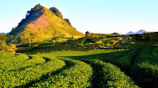 Moc Chau Tea Plantation