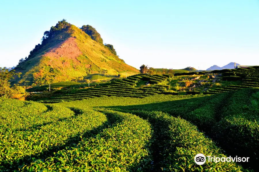 Moc Chau Tea Plantation