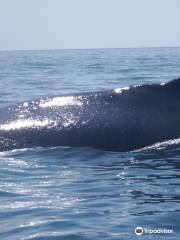 Freeport Whale & Seabird Tours