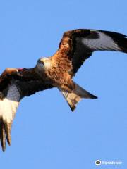 Argaty Red Kites