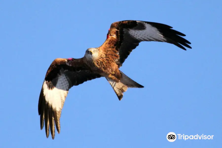 Argaty Red Kites