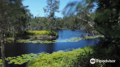 Urunga Wetlands Boardwalk