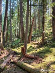 Sechelt Heritage Hidden Groves