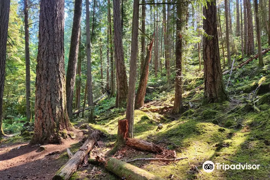 Sechelt Heritage Hidden Groves