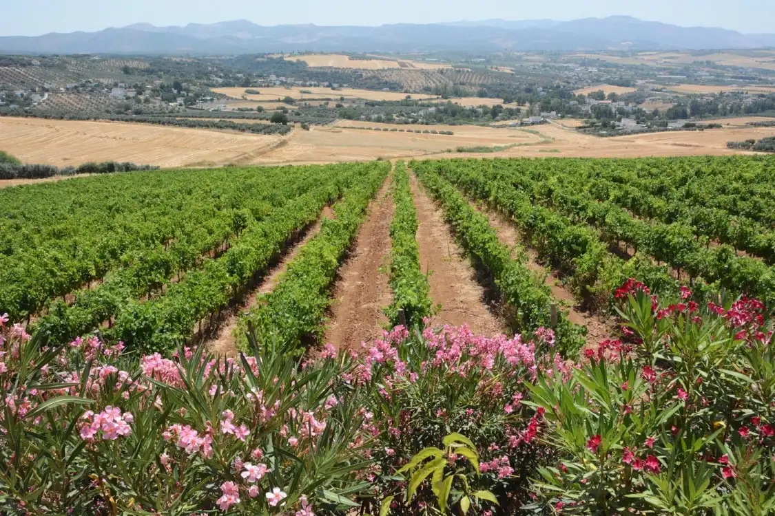 Hotels near Bodegas Cortijo Morosanto