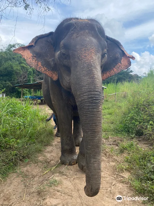 3_JohnnyBoy Elephant Care