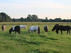 Pony-Park Padenstedt