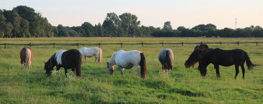 Pony-Park Padenstedt