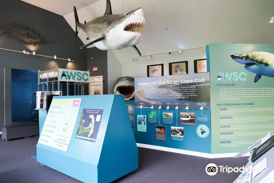 Shark Center Chatham