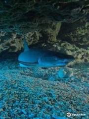 Piranha Divers Okinawa