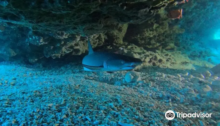 Piranha Divers Okinawa