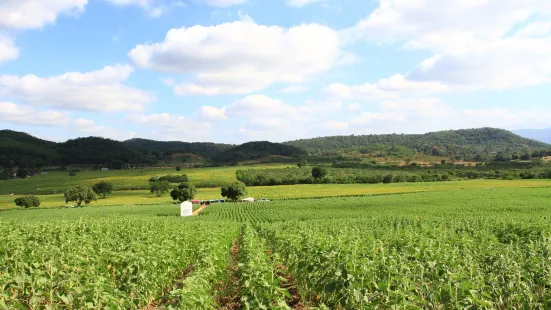 Sunflower Field