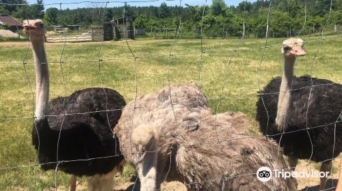 White Rock Ostrich Farm