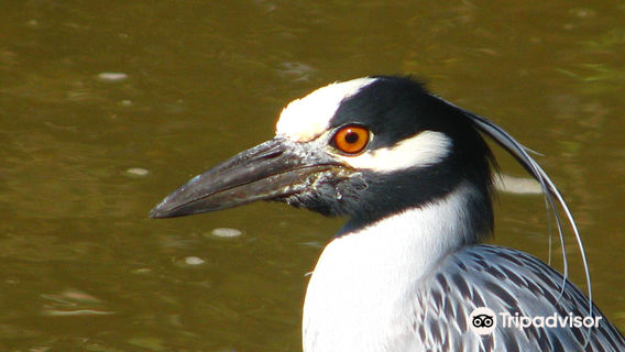 El Cora Crocodile Sanctuary