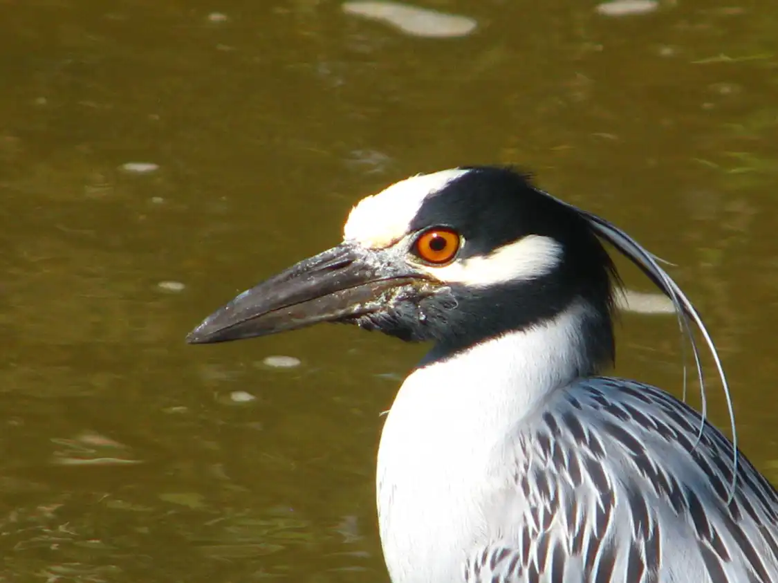 Hotels near El Cora Crocodile Sanctuary