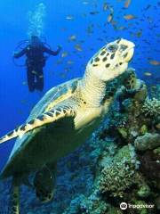 Australian Scuba Diving School