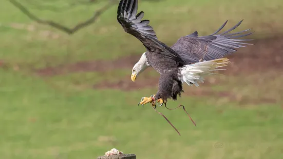 National Centre for Birds of Prey (NCBP)