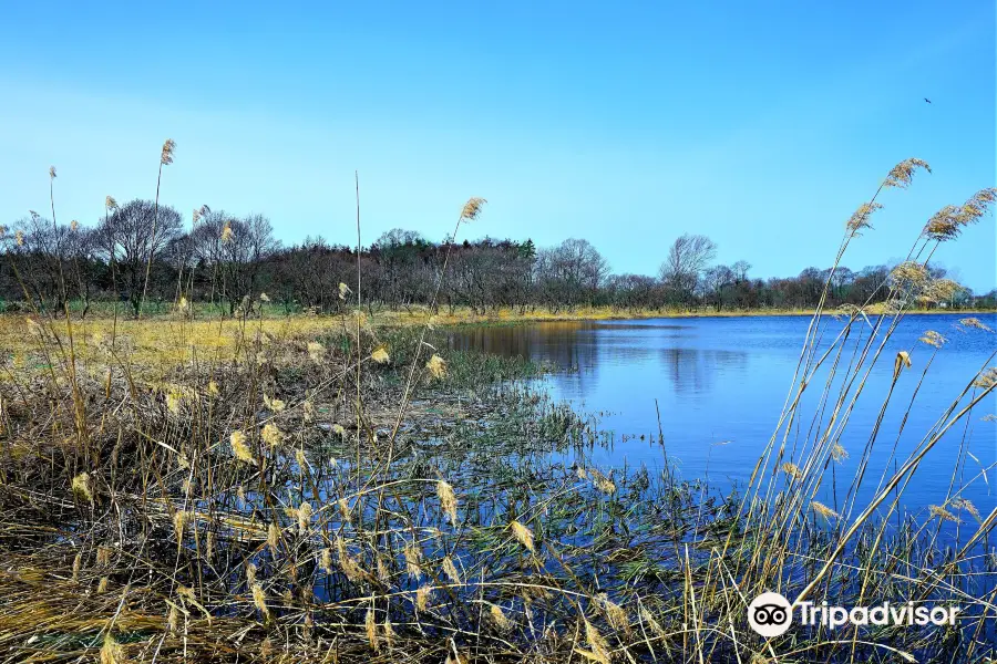 Echigo Swamp