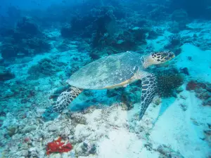 Muraka Diving