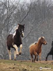 Days End Farm Horse Rescue