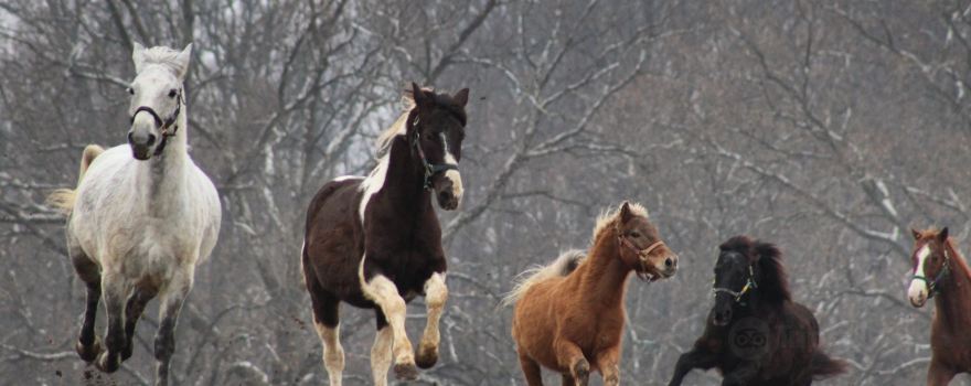 Days End Farm Horse Rescue