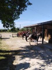 Le Ranch Des Centaurées - Ferme Equestrian