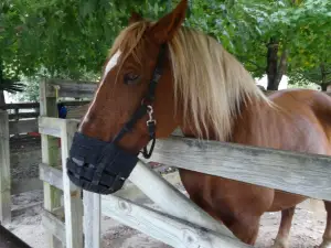 Popcorn Park Animal Refuge