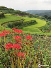 Uchinari Rice Terraces