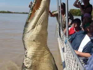 Adelaide River Cruises