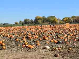 Anderson Farms