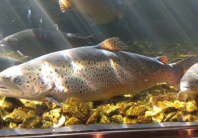 Shepherd of the Hills Fish Hatchery